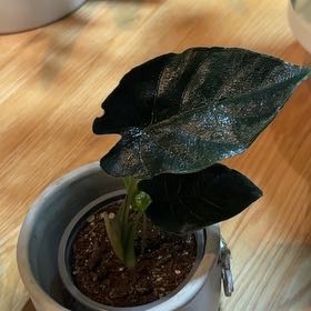 Photo of the plant species Alocasia 'Chantrieri' by @AmazingMakura named Leonardo on Greg, the plant care app