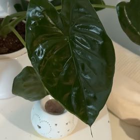 Photo of the plant species Alocasia Green Shield by @AmazingMakura named Wall-E on Greg, the plant care app