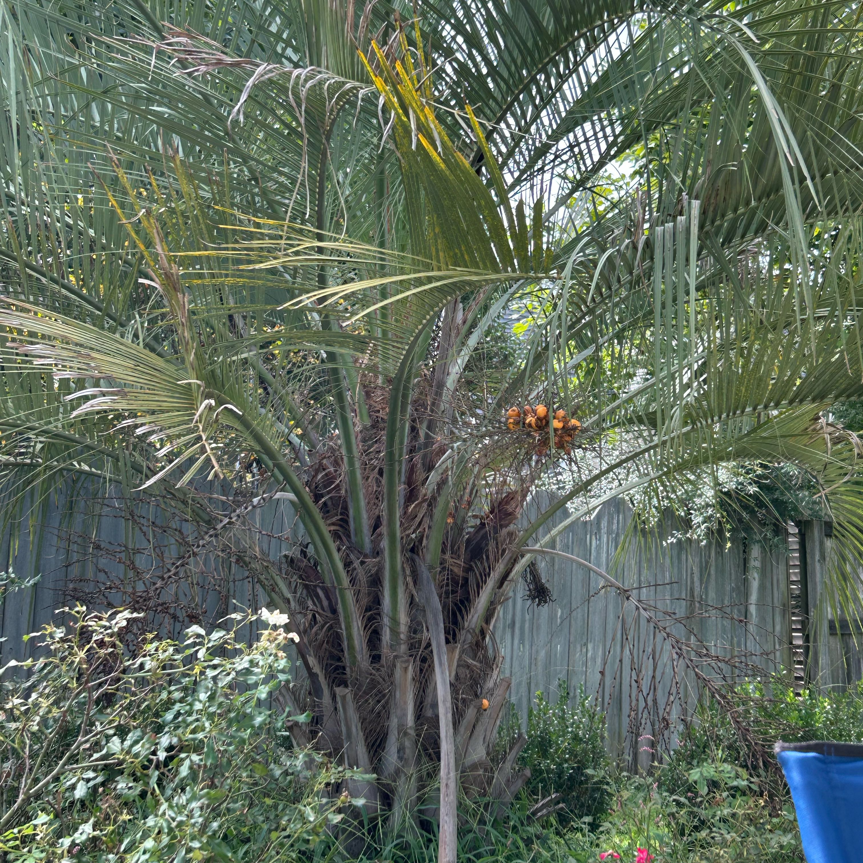 Photo of the plant species Jelly palm by @PoignantBulrush named Harry on Greg, the plant care app