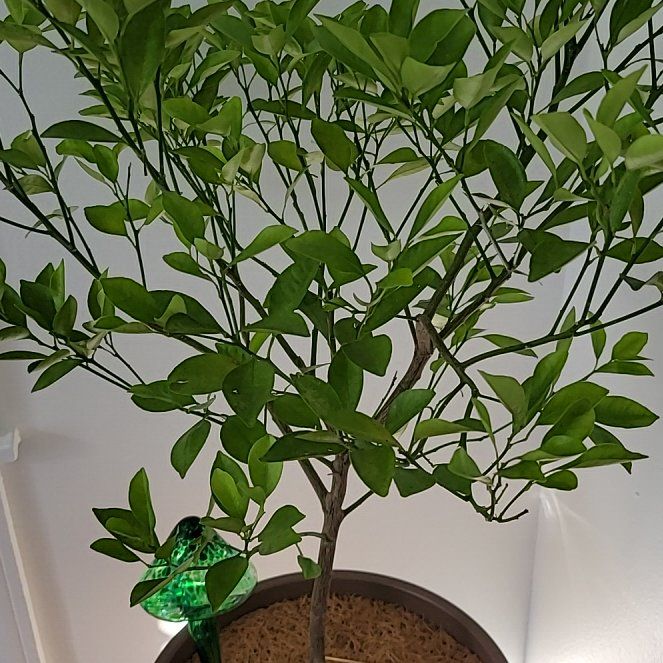 Little Tree