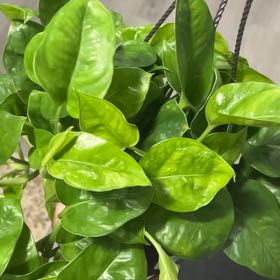 Photo of the plant species Greenjula by @ShinyLemon69 named Hamilton on Greg, the plant care app