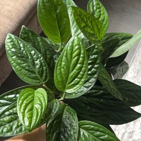 Photo of the plant species Monstera Green Galaxy (sp Peru) by @ShinyLemon69 named Navajo on Greg, the plant care app