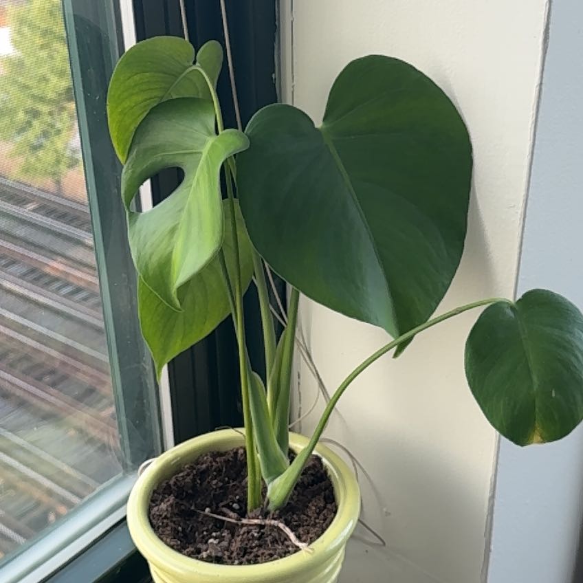 Tree Diddy | A plant by @BriskBucaneve on Greg