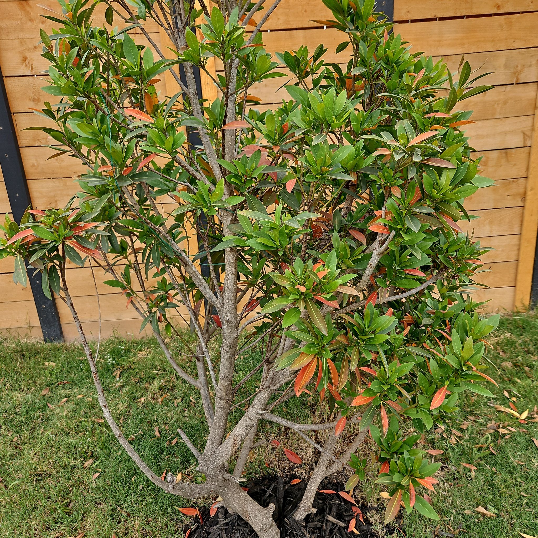 Photo of the plant species japanese blueberry by @LovingWildlime named Japanese Blueberry on Greg, the plant care app