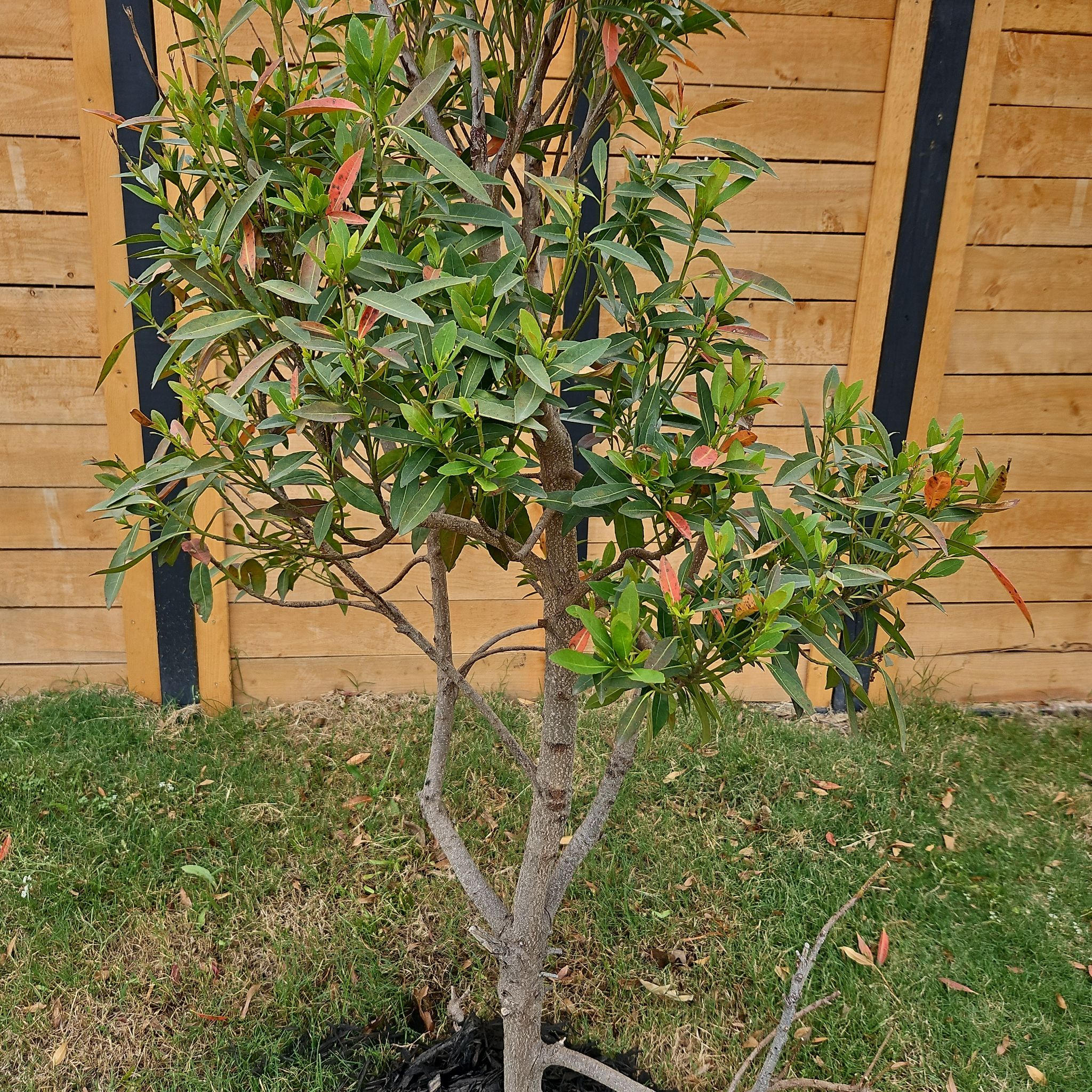 Photo of the plant species japanese blueberry by @LovingWildlime named Japanese Blueberry II on Greg, the plant care app