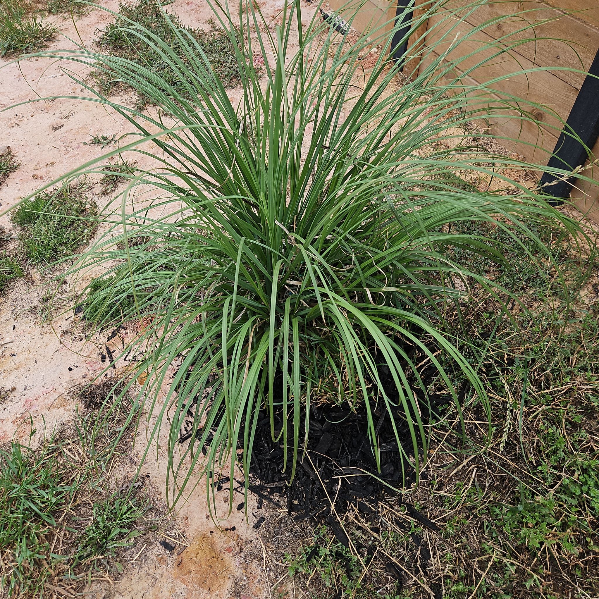 Photo of the plant species Pampas Grass 'Rendatleri' by @LovingWildlime named Pampas Grass 1 on Greg, the plant care app