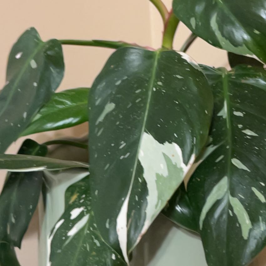 Photo of the plant species Philodendron 'White Nights' by @LitheDeerbrush named Terra on Greg, the plant care app