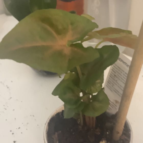 Photo of the plant species Pink Allusion by @GamesomeRoussea named Homer on Greg, the plant care app