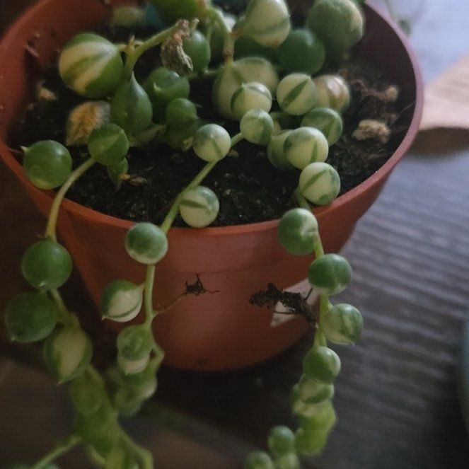 Photo of the plant species Varigated String of Pearls by @helpmewplants named Surya on Greg, the plant care app