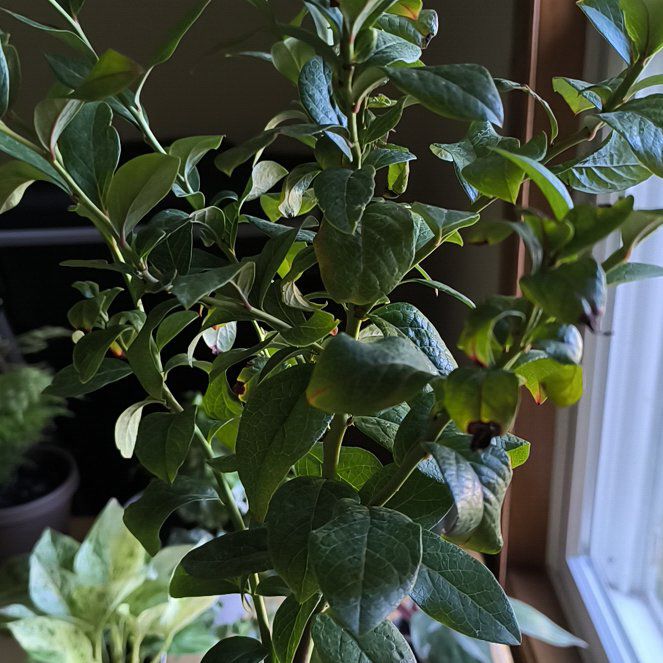 Photo of the plant species Patriot Blueberry by @PowerfulTaro named Hemingway on Greg, the plant care app