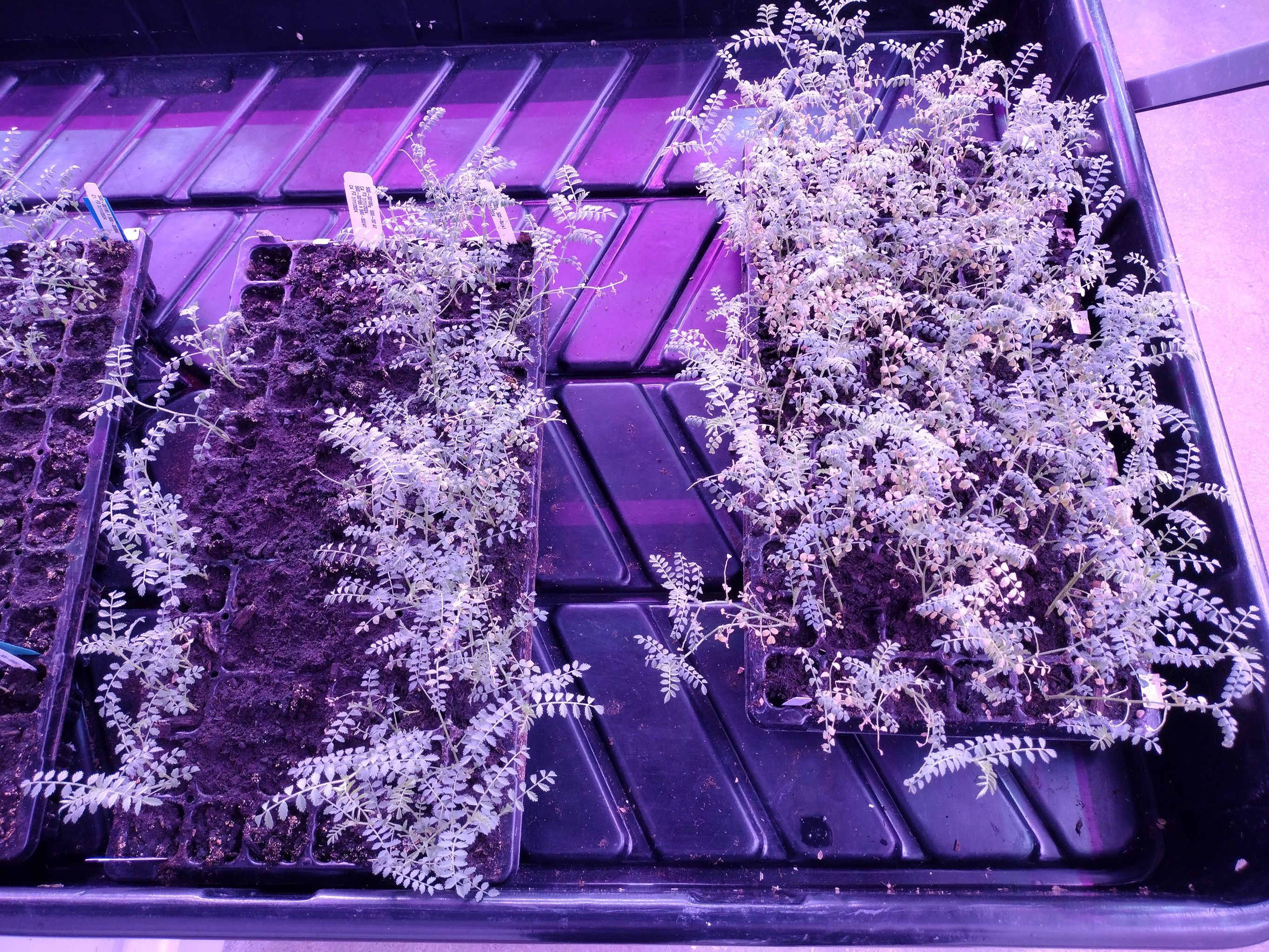 Photo of the plant species chickpea by @HappyMiniorchid named Elle on Greg, the plant care app