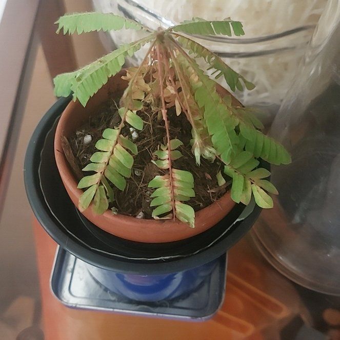 Photo of the plant species Little Tree Plant by @NovelSchneckoak named Naomi on Greg, the plant care app