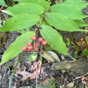 Photo of the plant species Solomon's Plume by Scott named da Vinci on Greg, the plant care app