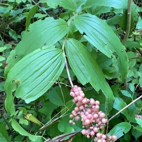 Photo of the plant species Solomon's Plume by Scott named Fernie Mac on Greg, the plant care app