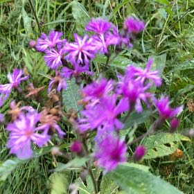 Photo of the plant species New York Ironweed by Scott named Surya on Greg, the plant care app