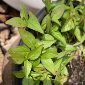 Photo of the plant species Persicaria Longiseta by Scott named Sahara on Greg, the plant care app