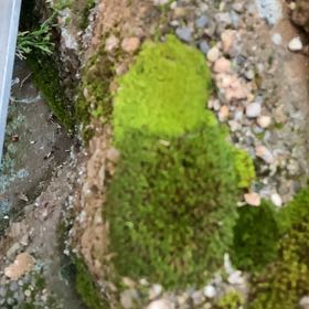 Photo of the plant species Cladophora columbiana by Scott named Naomi on Greg, the plant care app