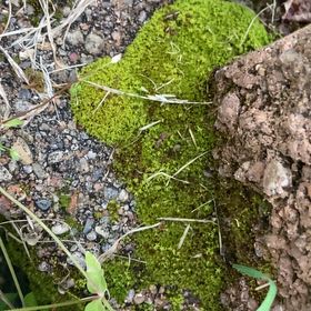 Photo of the plant species Broom Forkmoss by Scott named Foxxy on Greg, the plant care app