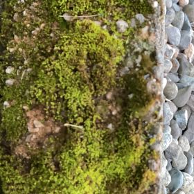 Photo of the plant species Cladophora columbiana by Scott named Diana on Greg, the plant care app