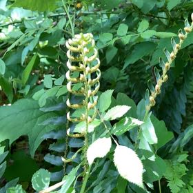 Photo of the plant species Christmas Fern by Scott named Keanu Leaves on Greg, the plant care app