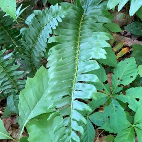 Photo of the plant species Christmas Fern by Scott named Ronaldo on Greg, the plant care app