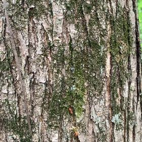 Photo of the plant species Bitternut Hickory by Scott named Dax on Greg, the plant care app