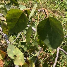 Photo of the plant species White Poplar by Scott named Kardashian on Greg, the plant care app
