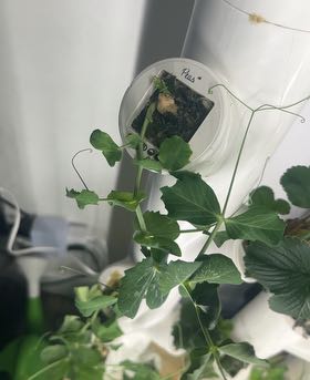 Photo of the plant species Peas by @WiseBullmallow named Coco on Greg, the plant care app