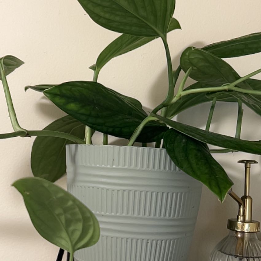 Photo of the plant species Green Galaxy Monstera by @BeefyBluepearl named Dolores on Greg, the plant care app