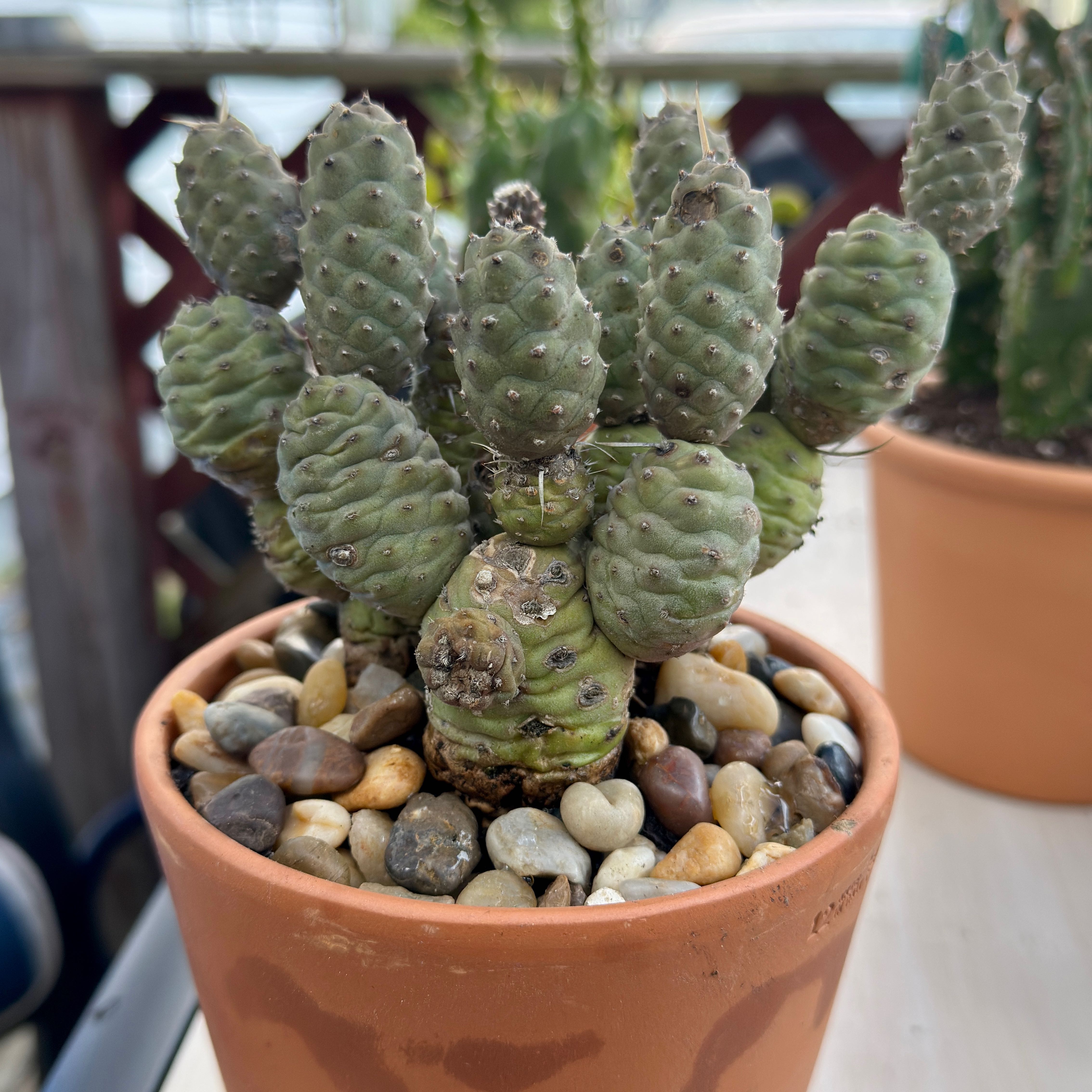 Photo of the plant species Paper Spine Cholla by @SavvyPlushplant named Paper Spine Cholla Cactus on Greg, the plant care app