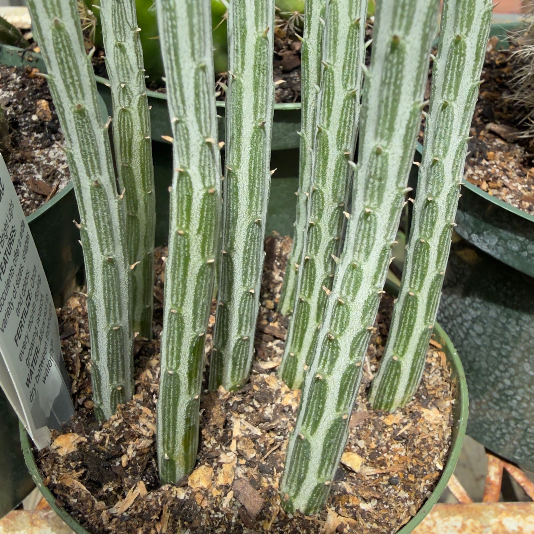 Photo of the plant species Paintbrush Flower by @SavvyPlushplant named Kleinia Longiflora on Greg, the plant care app