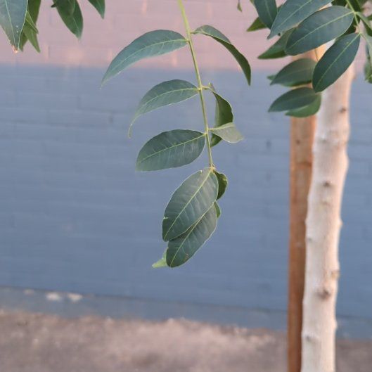 Photo of the plant species Chinese Pistache by @ClimbingFlatpea named Orlando Bloom on Greg, the plant care app