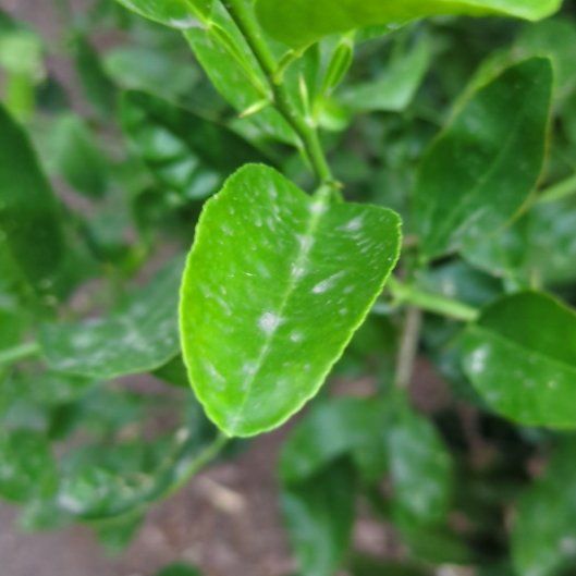 Photo of the plant species Nagami Kumquat by @ClimbingFlatpea named Sahara on Greg, the plant care app