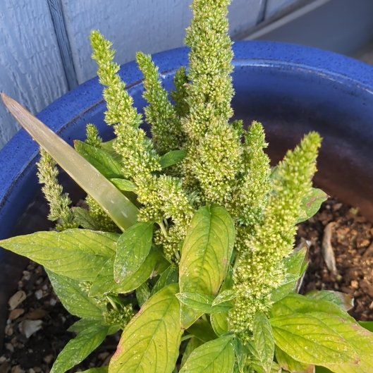 Photo of the plant species Amaranth Pigweed by @ClimbingFlatpea named Emerson on Greg, the plant care app