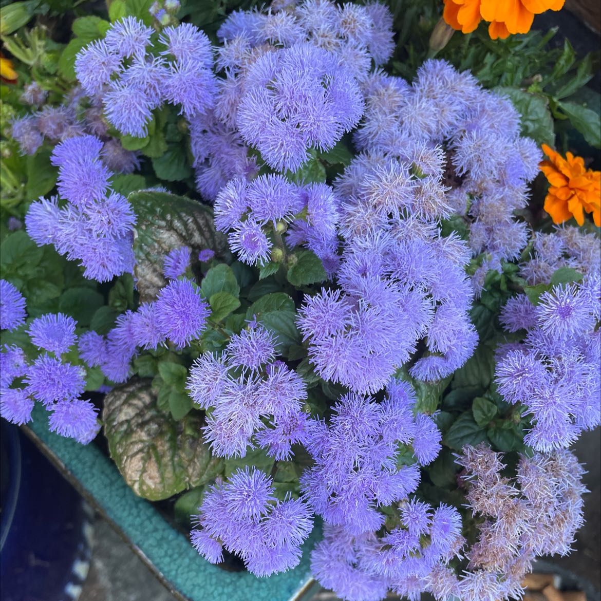 Blue Billygoat Weed with numerous small, fluffy purple flowers and green foliage.