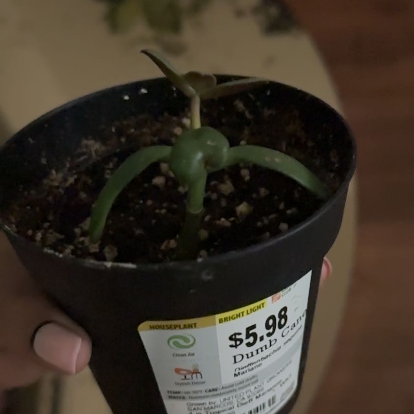 Plant care for Dumb Cane on Greg, the plant care app