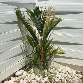 Photo of the plant species Lipstick Palm by @ChicSandhickory named Oscar on Greg, the plant care app