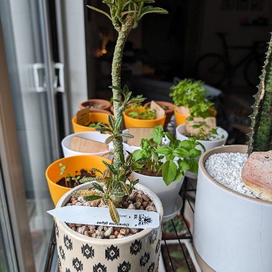 Photo of the plant species Dorstenia gigas by @StackedBiancini named Gigas on Greg, the plant care app