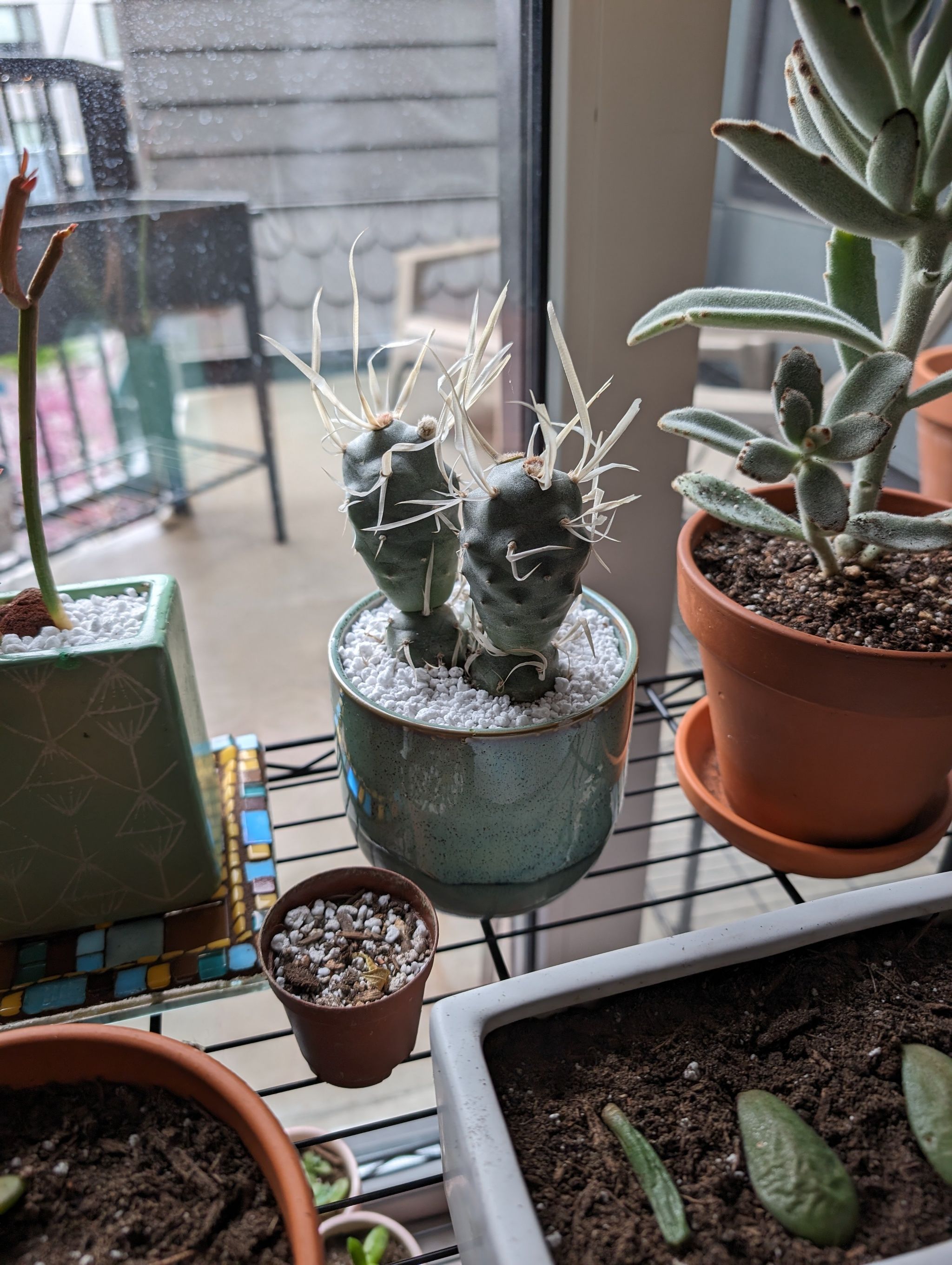 Photo of the plant species paper spine cactus by @StackedBiancini named Einstein on Greg, the plant care app