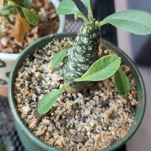 Photo of the plant species Dorstenia foetida by @StackedBiancini named Foetida on Greg, the plant care app