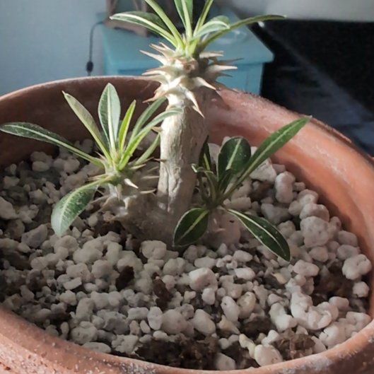 Photo of the plant species Horombe Clubfoot by @StackedBiancini named Peter Parker on Greg, the plant care app