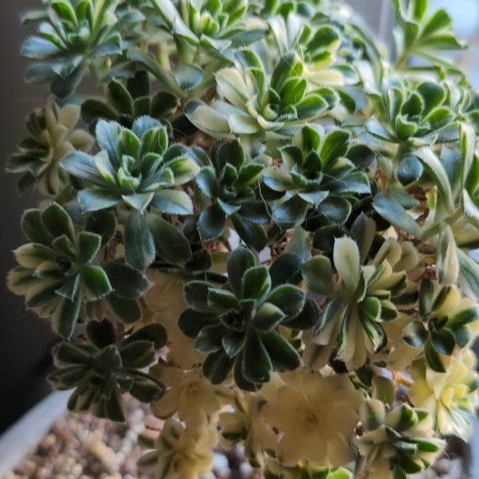 Photo of the plant species Aeonium castello-paivae variegata 'Suncup' by @StackedBiancini named Diana on Greg, the plant care app