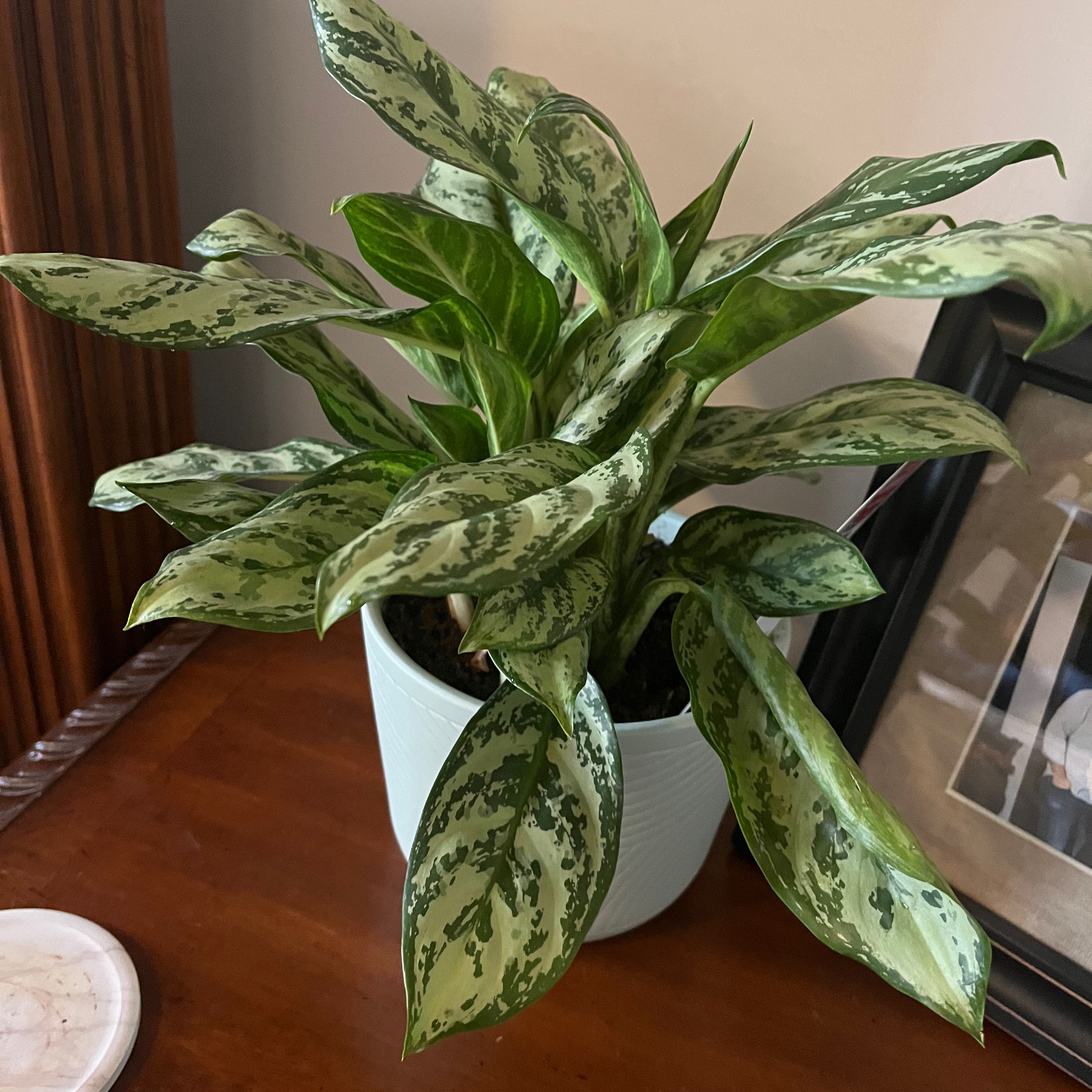 Healthy Aglaonema 'Silver Bay' plant in a pot with green and silver variegated leaves.