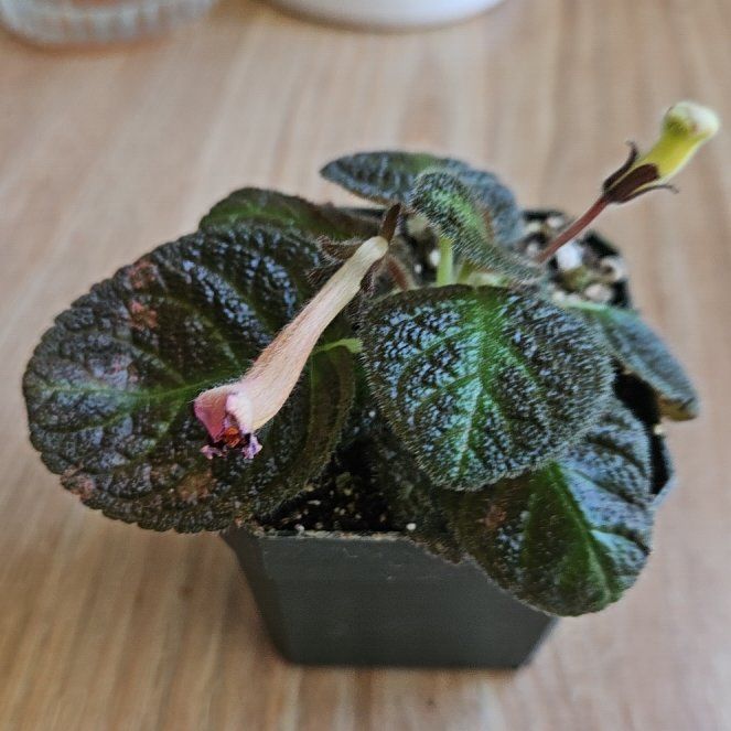 Photo of the plant species Flame Violet 'Karlyn' by @PatientWorm named Messi on Greg, the plant care app