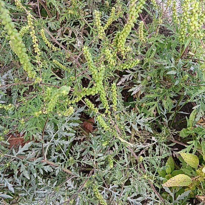 Photo of the plant species Annual Ragweed by @PeachyBabyburro named Darwin on Greg, the plant care app
