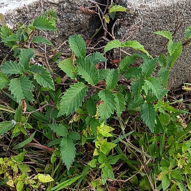 Photo of the plant species European Field Elm by @PeachyBabyburro named Apollo on Greg, the plant care app