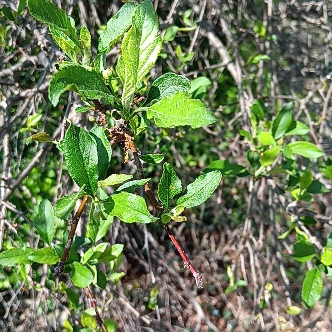 Photo of the plant species American Plum by @PeachyBabyburro named Rosa on Greg, the plant care app