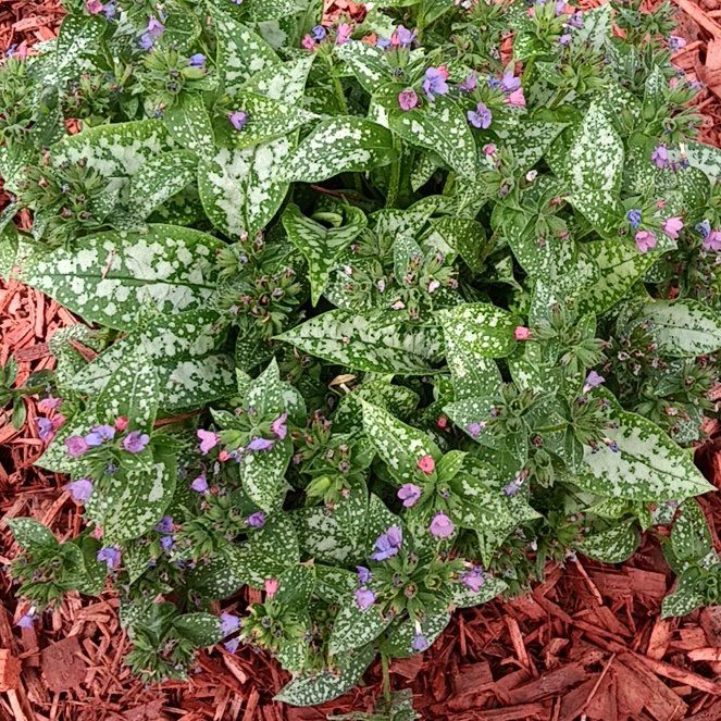 Photo of the plant species Common Lungwort by @PeachyBabyburro named Planty on Greg, the plant care app