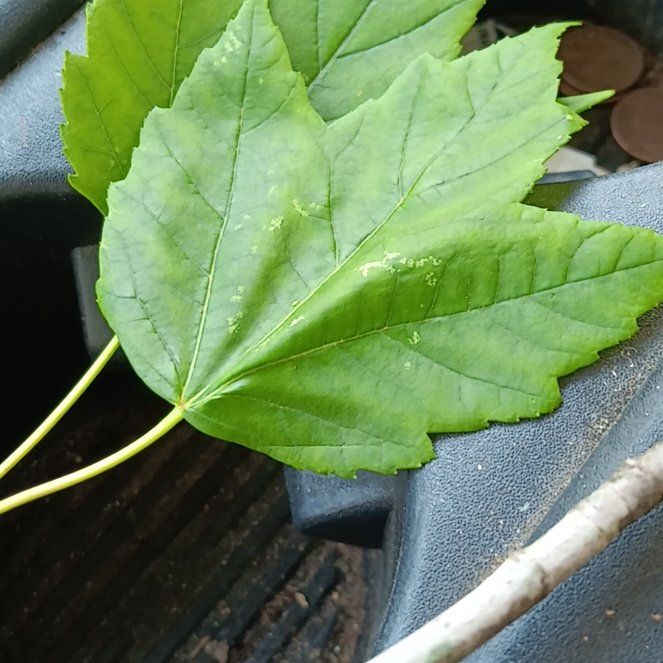 Photo of the plant species Sycamore Maple by @PeachyBabyburro named Doja Cat on Greg, the plant care app