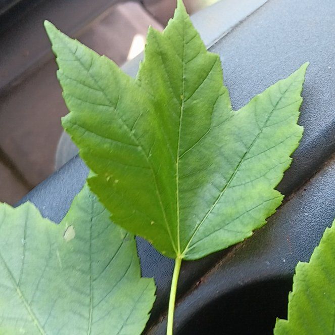 Photo of the plant species Drummond's Maple by @PeachyBabyburro named Forrest on Greg, the plant care app